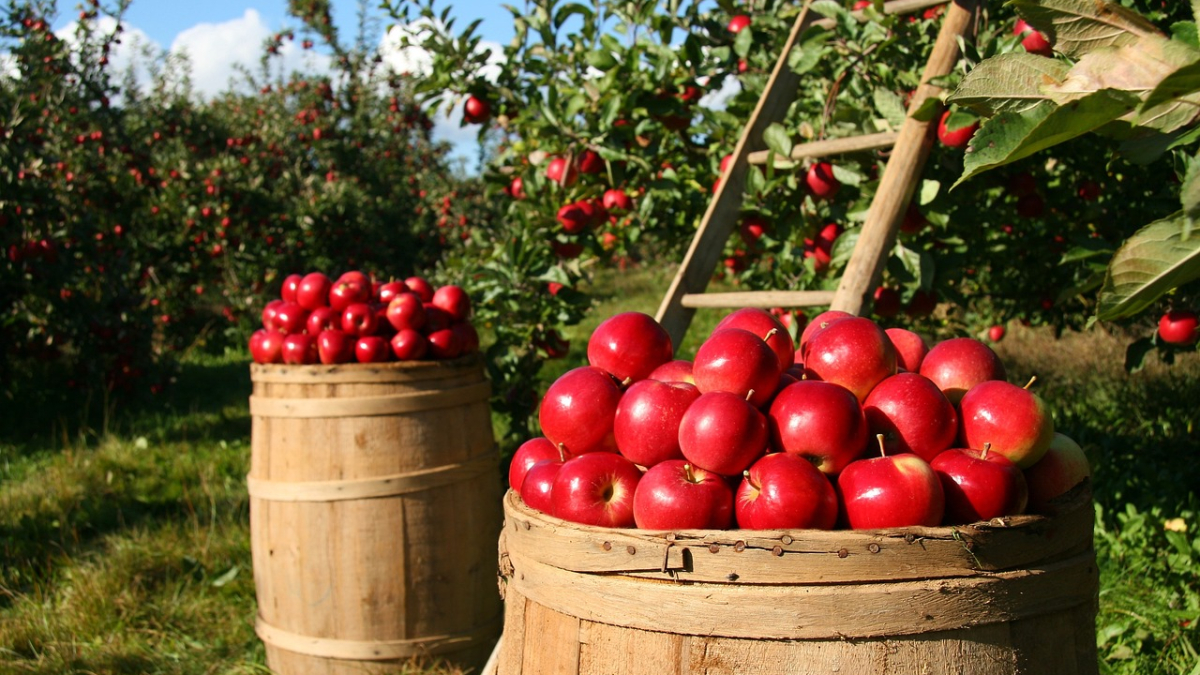 apples, fruits, orchard-1872997.jpg