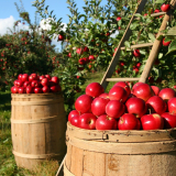 apples, fruits, orchard-1872997.jpg