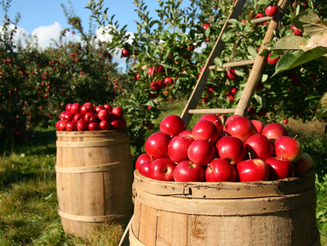 apples, fruits, orchard-1872997.jpg